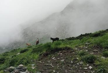 Jibhi–Shangarh–Kasol Offbeat Himachal