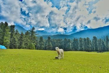 Dalhousie Khajjiar Tour from Pathankot