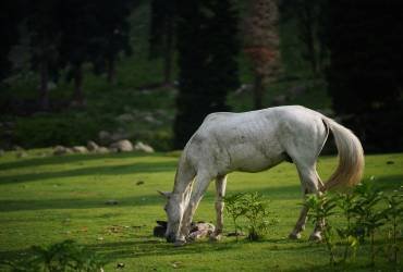 Shimla Kinnaur Jibhi Manali from Chandigarh